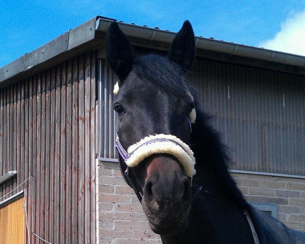 dressage horse Flashdance (Rhinelander, 2006, from First Grade)