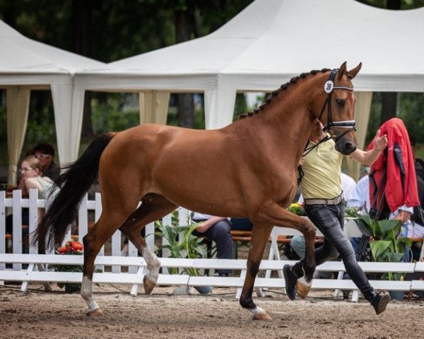 broodmare Ella (Rhinelander, 2019, from Escolar)