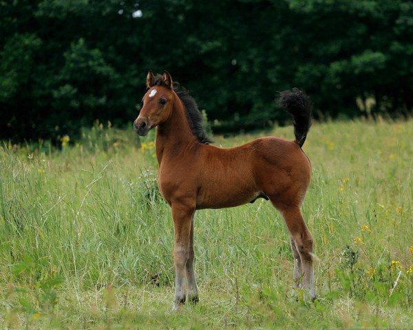 stallion John Darco (Morgan Horse, 2012, from Rain Koko's Gigolo)