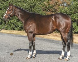 stallion St. Patricks Day xx (Thoroughbred, 2015, from Pioneerof The Nile xx)