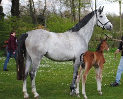 broodmare Carlotta (Hanoverian, 2007, from Cassus 2)