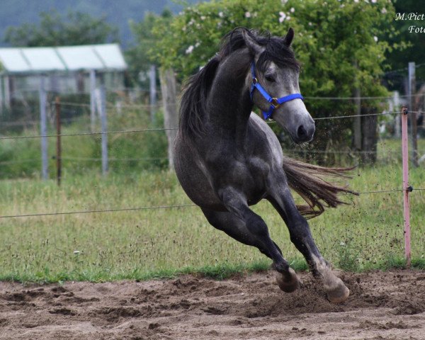 Pferd Manchester (Deutsches Reitpony, 2009, von Methusalem)