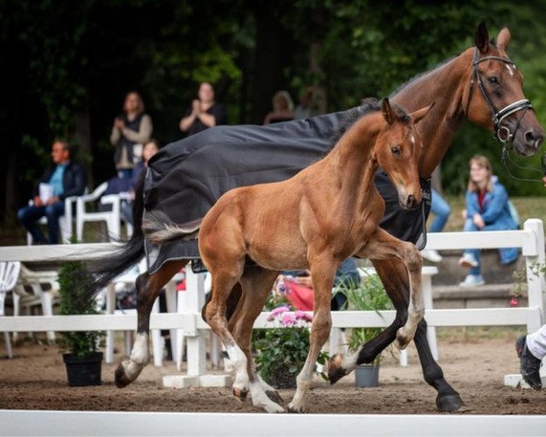 Dressurpferd Elon (Rheinländer, 2022, von Escolar)