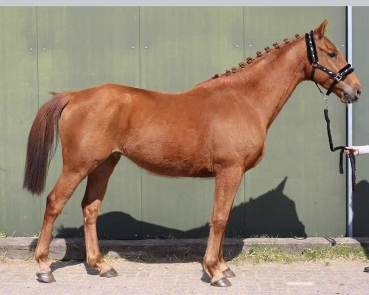 horse Yadami Kervero (Thoroughbred, 2011, from Valanour xx)