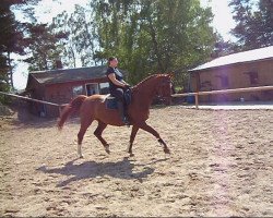 dressage horse Montelino 20 (Mecklenburg, 2002, from Mondras)