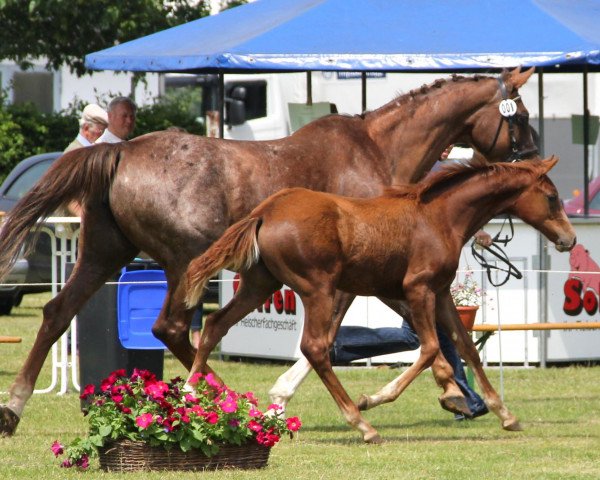 Springpferd Stute von Clearway (Westfale, 2012, von Clearway)