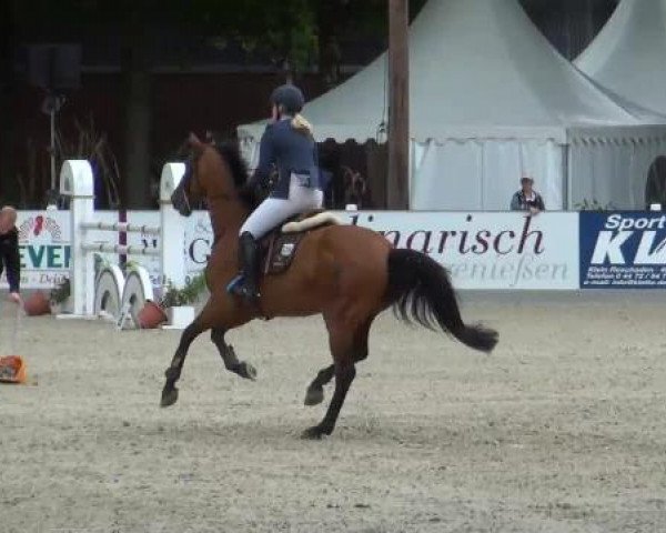 jumper Chantilly 26 (Westphalian, 2006, from Cayetano L)