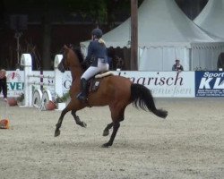 Springpferd Chantilly 26 (Westfale, 2006, von Cayetano L)