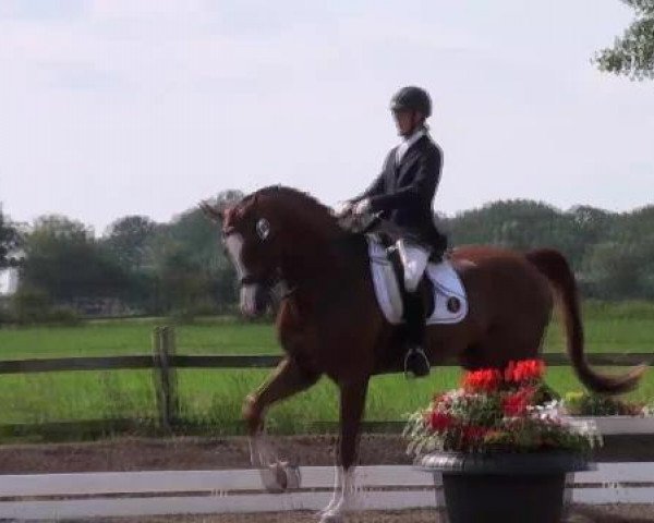 Dressurpferd Hit Parad (Trakehner, 2003)