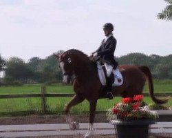 dressage horse Hit Parad (Trakehner, 2003)