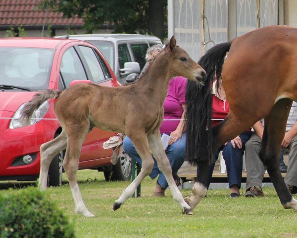 horse Hengst von Cordobes II (Westphalian, 2012, from Cordobes II)