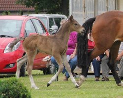 Pferd Hengst von Cordobes II (Westfale, 2012, von Cordobes II)