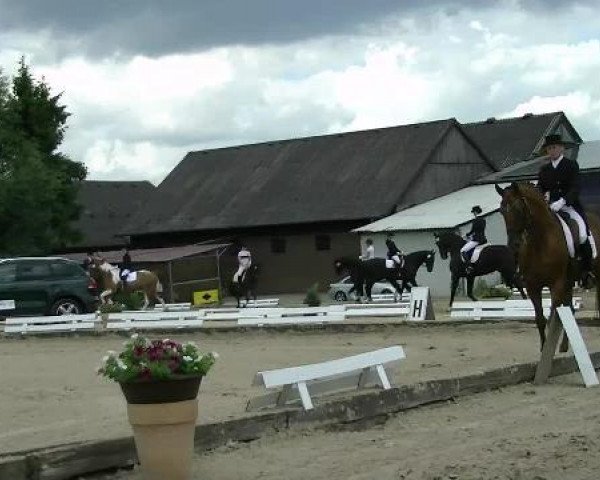 stallion Böhmer's As (Hanoverian, 1995, from Brentano II)