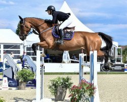 jumper Maserati J&J (Belgian Warmblood, 2012, from Emerald van 't Ruytershof)