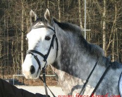 jumper Cidre 8 (German Warmblood, 2005, from Cyper Space)