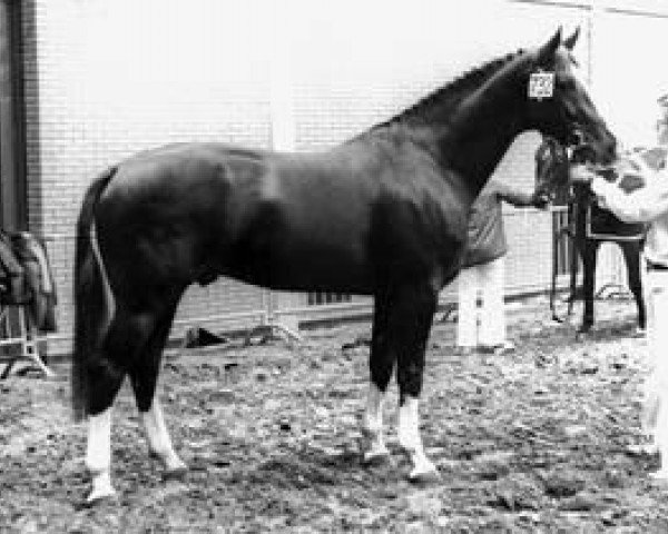 stallion Roemer (Westphalian, 1975, from Pilatus)