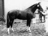 horse Roemer (Westphalian, 1975, from Pilatus)