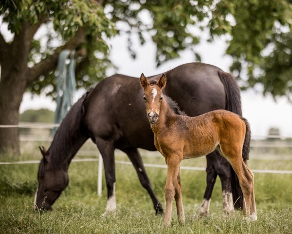 dressage horse Carina (German Riding Pony, 2022, from Cassini)