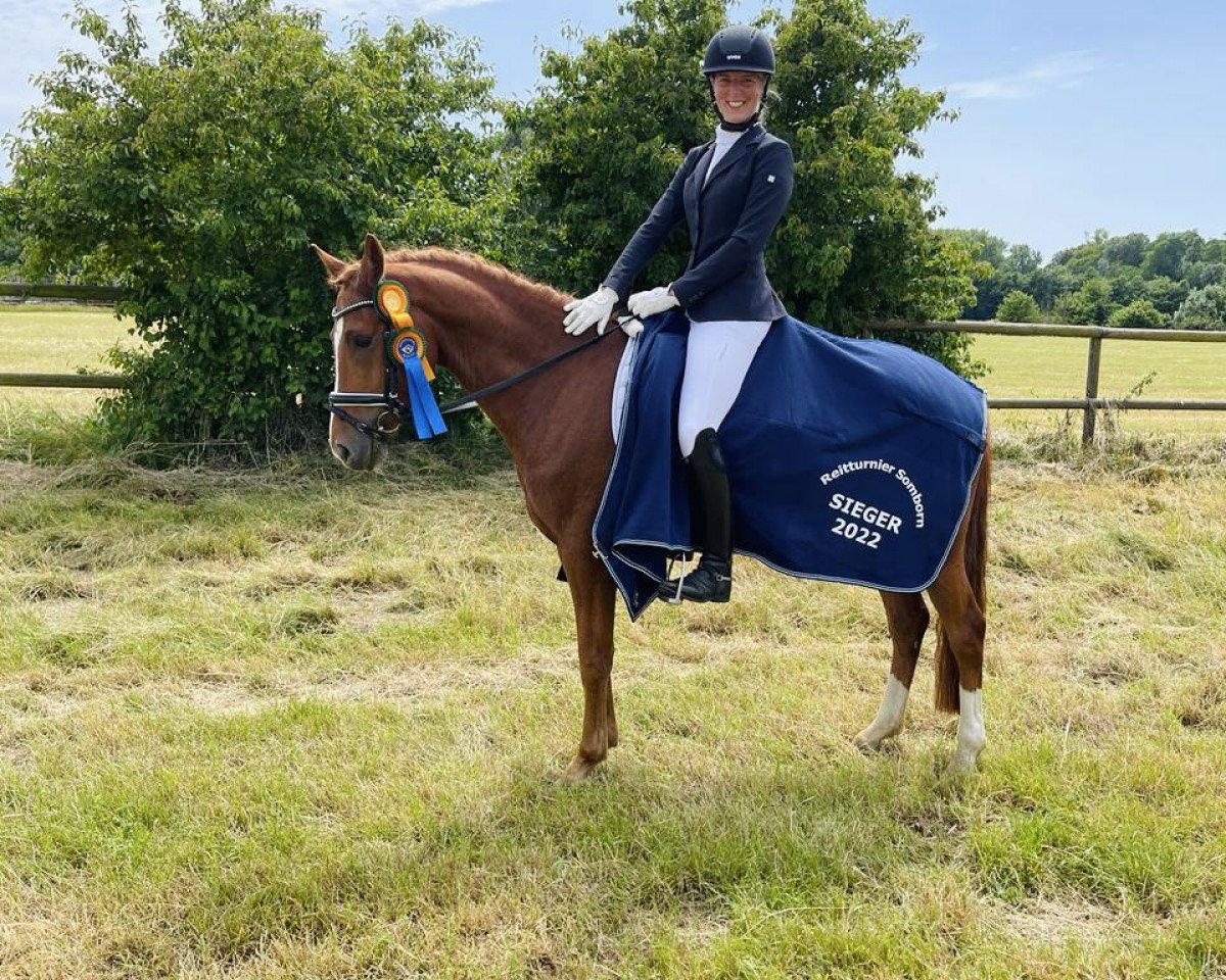 dressage horse Mr. Mcdouble (German Riding Pony, 2016, from FS Mr. Right)
