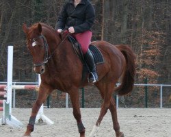 broodmare Lajana (Zweibrücken, 1999, from Lord Nobel S)