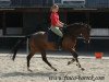 jumper Ihraklion (Oldenburg show jumper, 2006, from Incolor)