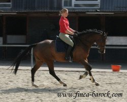 jumper Ihraklion (Oldenburg show jumper, 2006, from Incolor)