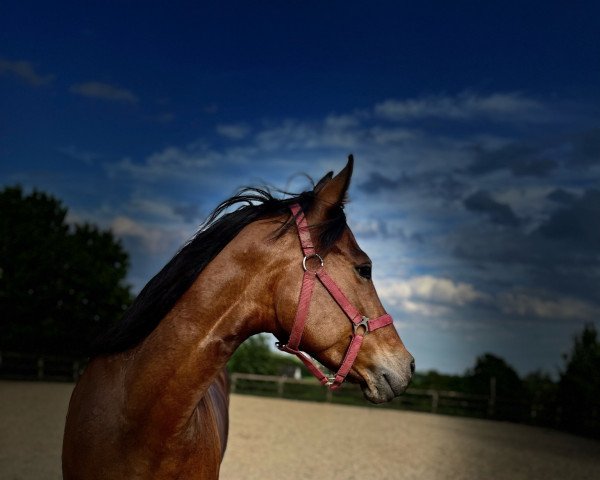 jumper Daisy (German Riding Pony,  , from Don Diabolo NRW)