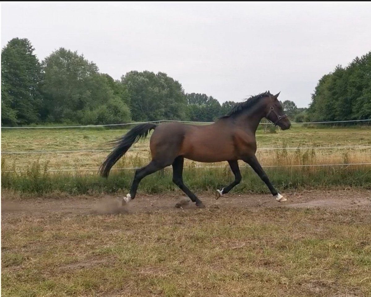 Deckhengst Destino R (Deutsches Reitpony, 2000, von Derby B)