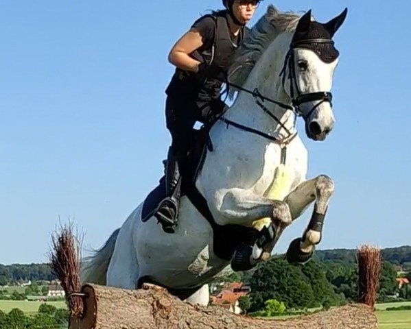 Pferd Amalie 5 (Deutsches Sportpferd, 2013, von A Proud Cornet)