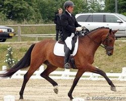 dressage horse Es Fangar's Samba King (Danish Warmblood, 2006, from Sandro King)