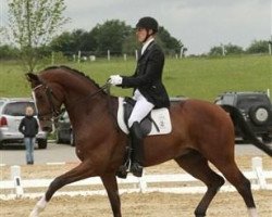 dressage horse N O H S Daijoubo (Danish Warmblood, 2006, from Daddy Cool)