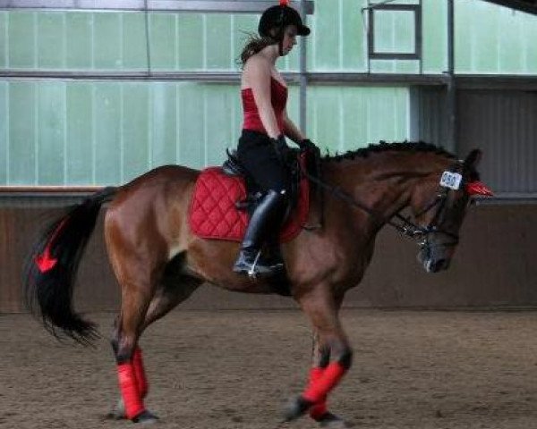 horse Golden Devil (German Riding Pony, 2006, from Gotas B.482 x)