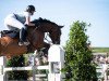 jumper Spartiko (Oldenburg show jumper, 2012, from Spartacus TN)