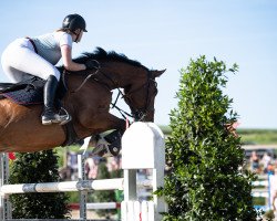 jumper Spartiko (Oldenburg show jumper, 2012, from Spartacus TN)