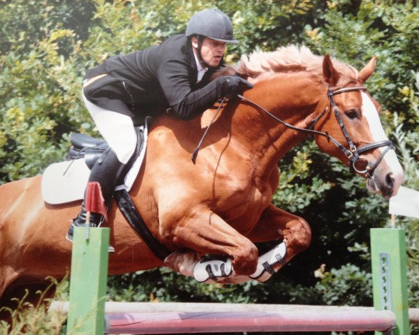 jumper Willow Waggish (Zangersheide riding horse, 2001, from Wolfgang)