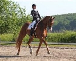 dressage horse Robinho 10 (Danish Warmblood, 2007, from Glock's Romanov)