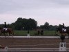 jumper Lafayette 173 (Oldenburg show jumper, 2007, from Licotus)