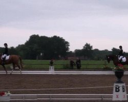 jumper Lafayette 173 (Oldenburg show jumper, 2007, from Licotus)