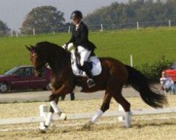 stallion Supermann W (Danish Warmblood, 2007, from Sunny-Boy)