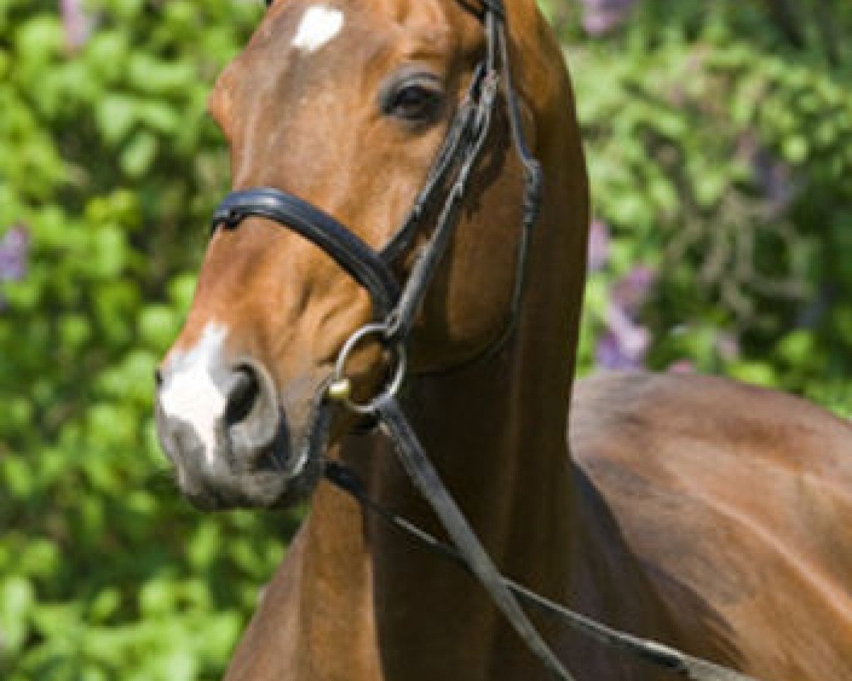 stallion Lagranno (Oldenburg, 1989, from Larinero)