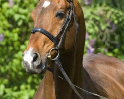 stallion Lagranno (Oldenburg, 1989, from Larinero)