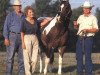 stallion Delta OLena (Paint Horse, 1985, from Doc OLena)