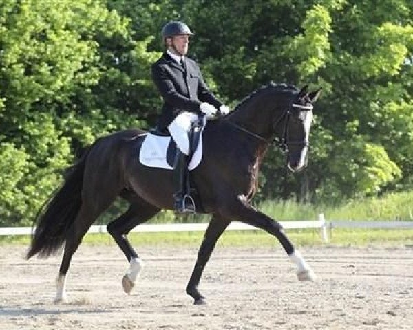 dressage horse De Negro WI (Danish Warmblood, 2007, from de Noir 3)