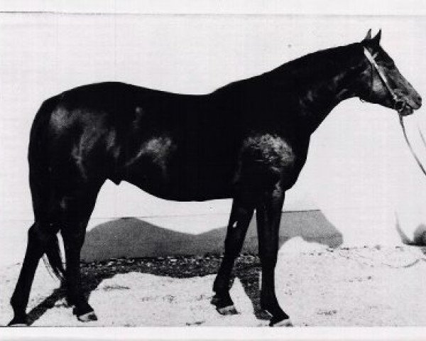 stallion Flugwind (Trakehner, 1970, from Tannenberg)