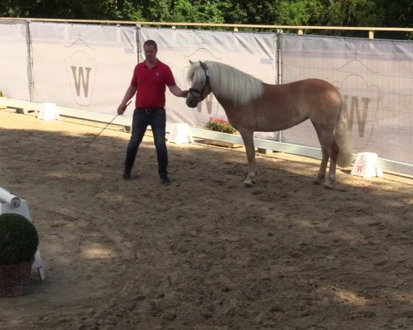 Handorfer Haflinger-Tag 2022