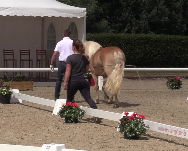 Handorfer Haflinger-Tag 2022