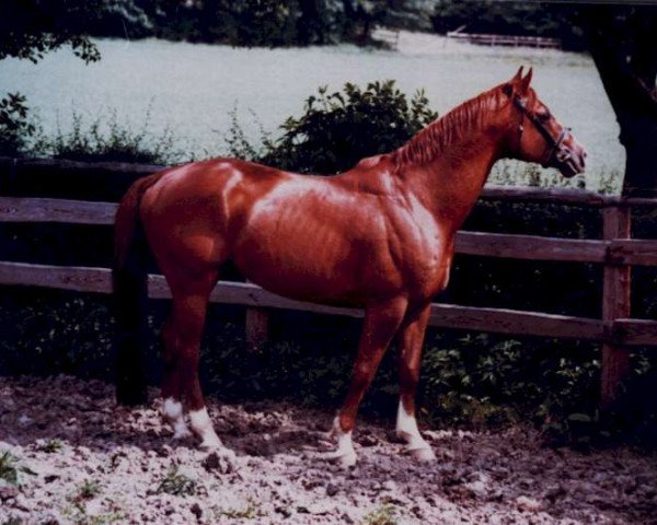 stallion Fernando (Trakehner, 1976, from Flugwind)
