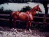 stallion Fernando (Trakehner, 1976, from Flugwind)