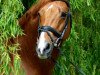 stallion Holme Park Krüg (Trakehner, 1996, from Holme Grove Solomon)