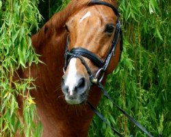 stallion Holme Park Krüg (Trakehner, 1996, from Holme Grove Solomon)